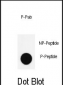 Phospho-Nanog(S285) Antibody